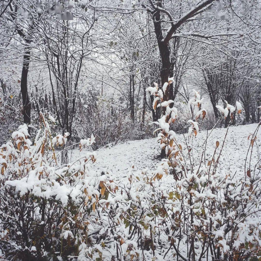 铃什么雪成语(3)