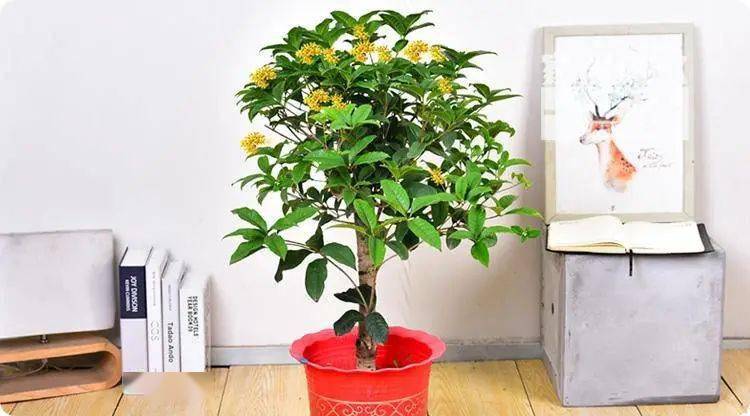 客厅最旺家的绿植鸭脚木 956f63e77f6e435290d1a6893ceac152.jpeg