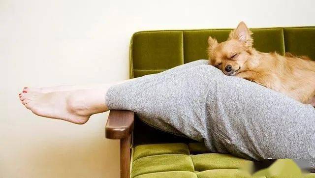 狗为啥喜欢挨着人睡 d4247090543241f09bc335fa9f87a0ef.jpeg