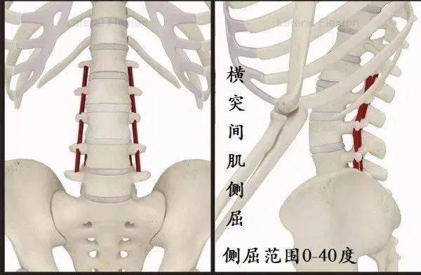 竖脊肌功能解剖