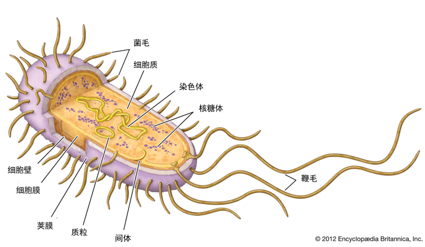 细菌 结构