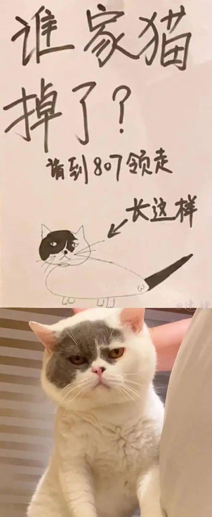 一些神形兼备的寻猫启示!灵魂画手