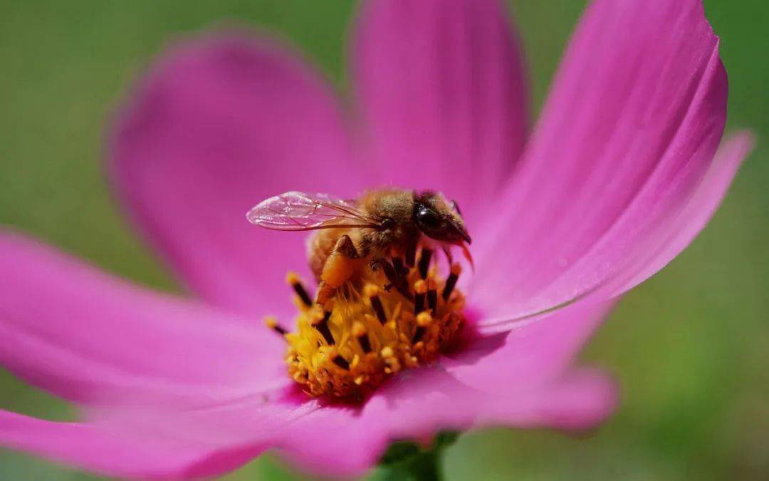 采花的小蜜蜂