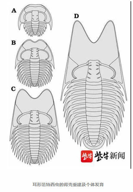 有关|南京古生物所专家将5亿年前三叶虫命名为“范特西虫” 真和周杰伦有关！