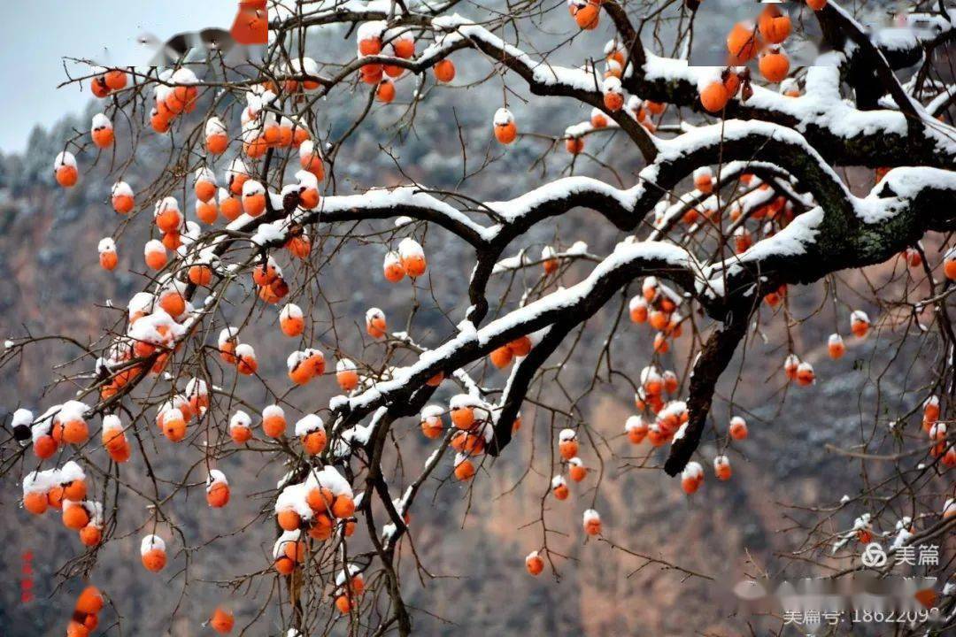 雪落嘉陵江畔吴郁故里