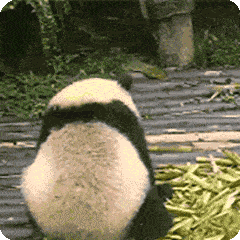 bbc2b550fe2b48ff88e34a3e67a139e7.gif