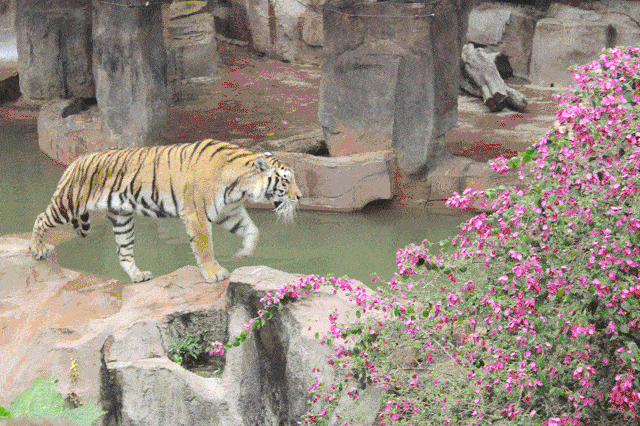 99元抢长鹿2大2小套票!含大门票 动物园门票 100元游乐金.