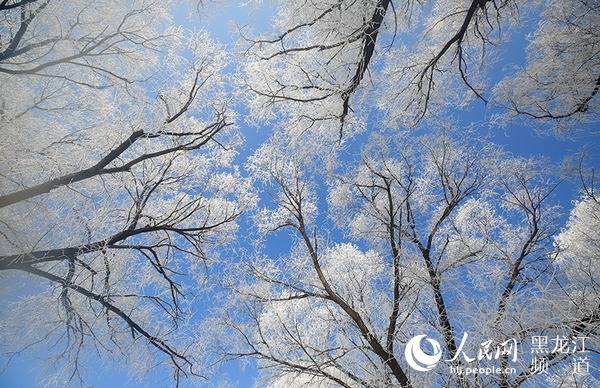 雪后哈尔滨现"树挂"景观