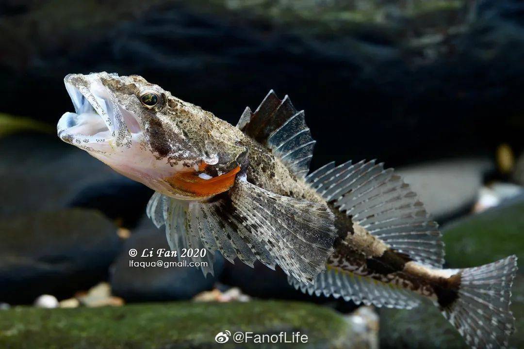 松江鲈,中国四大名鱼之一.因看起来像长了四个鳃,所以又称为四鳃鲈.