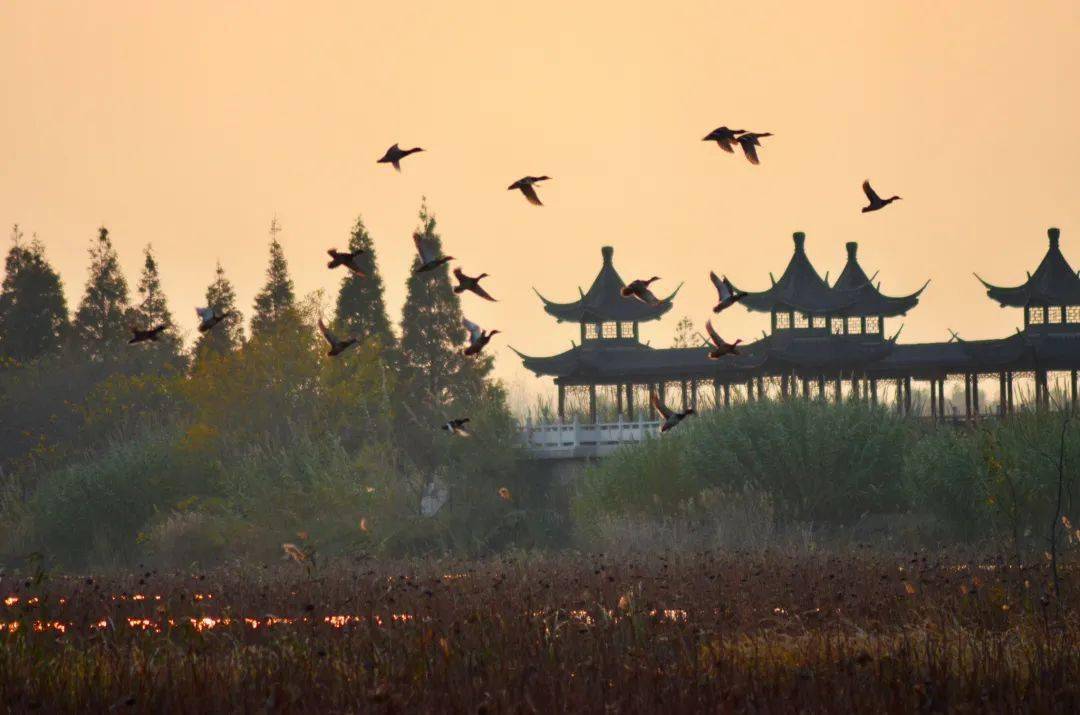 十一月,在洪泽湖湿地相约冬候鸟