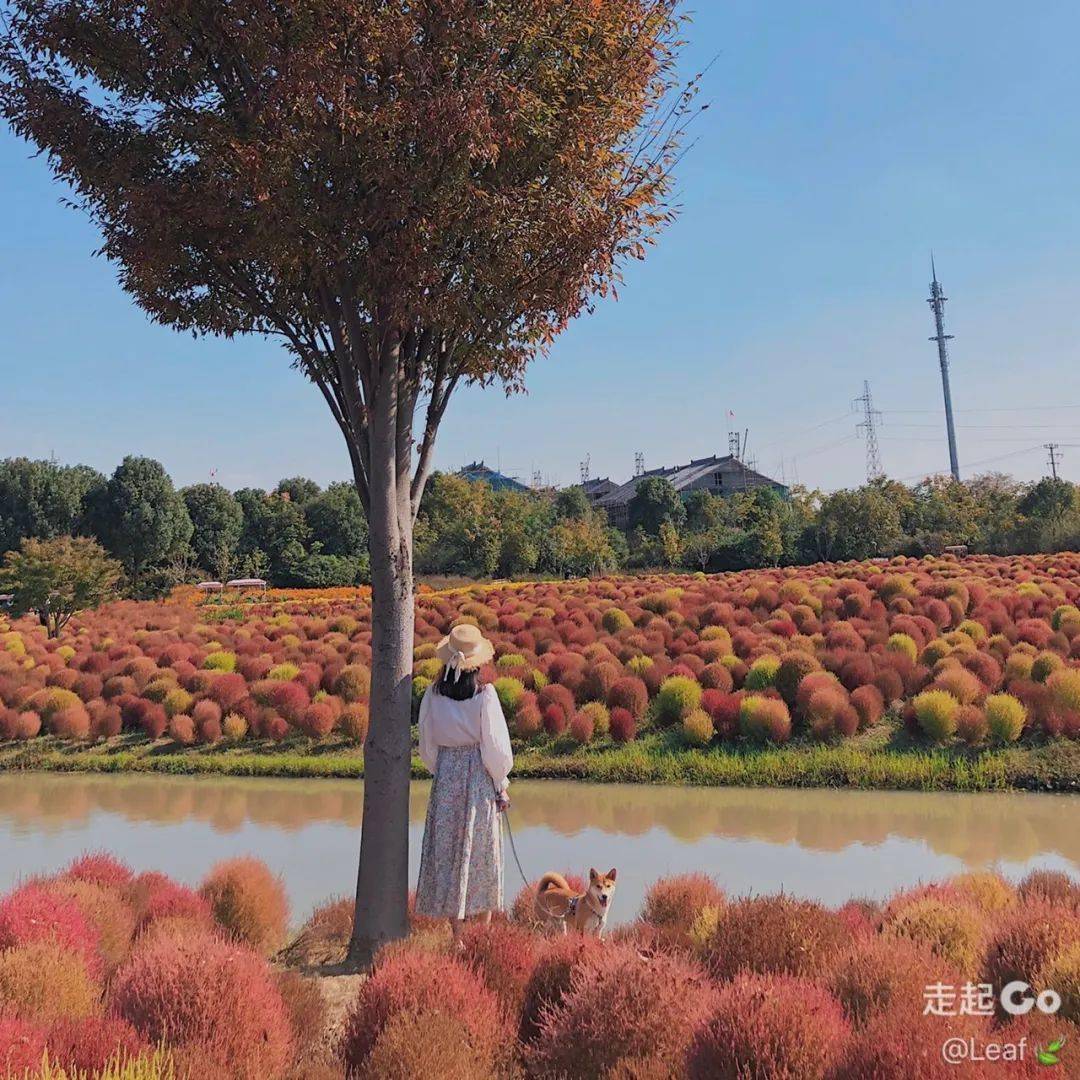 魔都十大遛狗圣地出炉!快带上毛孩子去撒野