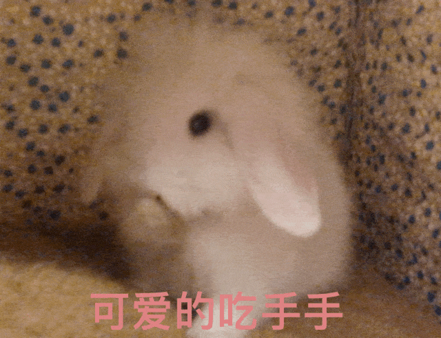 【晒萌宠】可爱暴击x3!这谁顶得住啊!