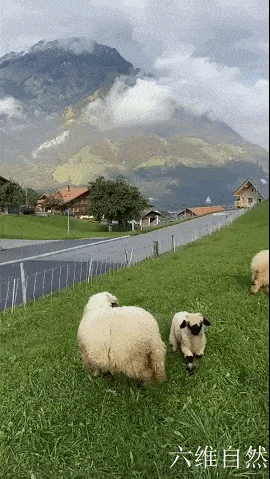 有没有不掉毛的宠物羊 e15da75d71e94e82bcb87c55d7f8926a.gif