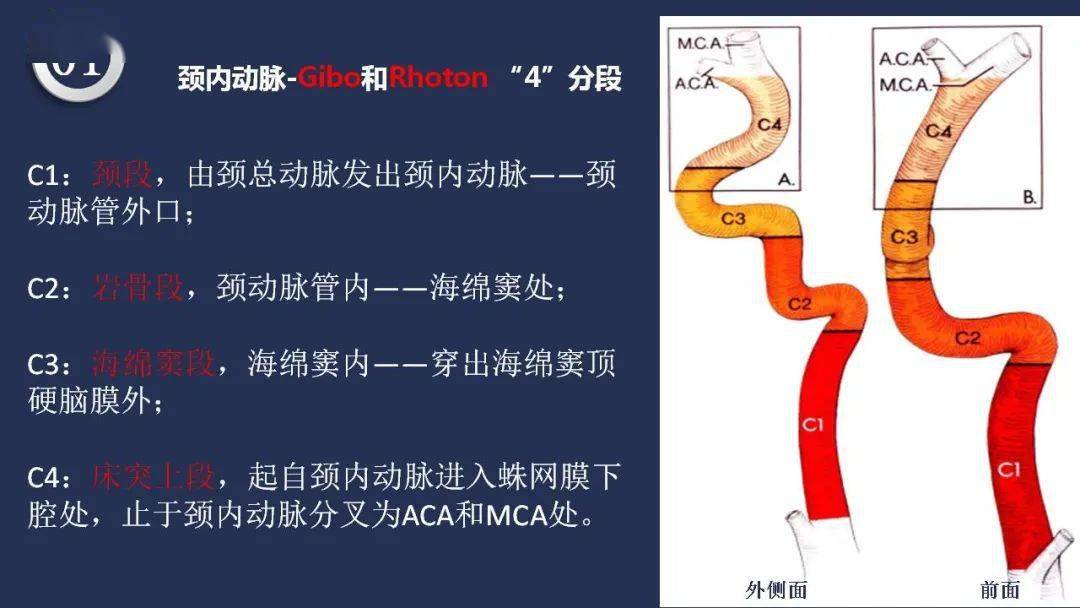 【深度学习】高清头颈动脉系统解剖_手机搜狐网