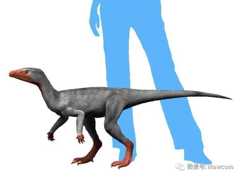 最早的恐龙之一艾雷拉龙