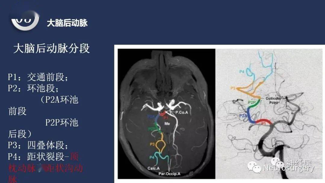 【深度学习】高清头颈动脉系统解剖