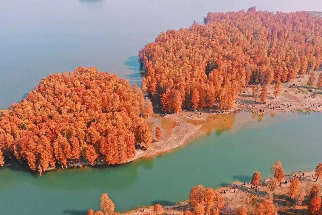 上线,一半湖水,一半火焰,漫步美到窒息的"浙东喀纳斯"四明湖水杉林