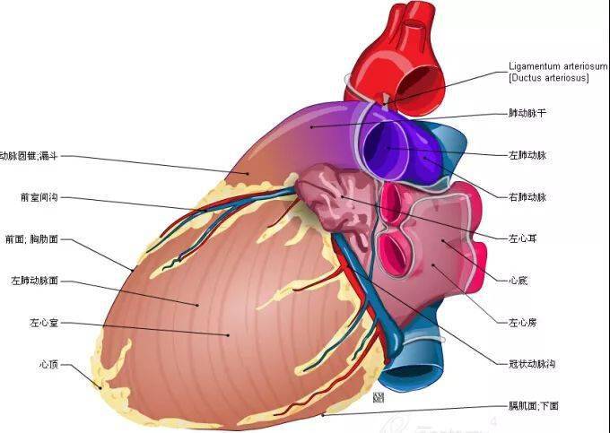 67史上最全心脏解剖图值得收藏