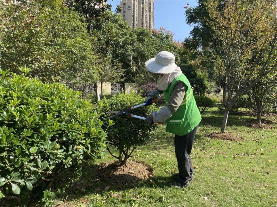 冬季修剪是绿化养护管理的一项重要内容,按照不同植物的生长特点,进行