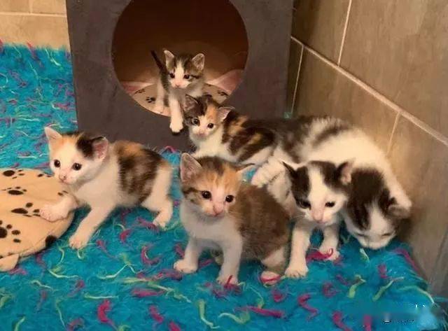 救了一窝小猫,没想到猫妈妈找上门来,就是你带走了我的小孩?