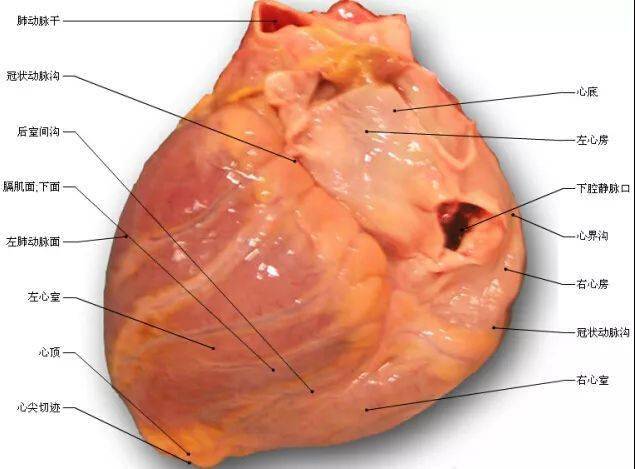 67史上最全心脏解剖图值得收藏