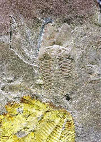 三叶虫|5亿年前的虫子范特西！