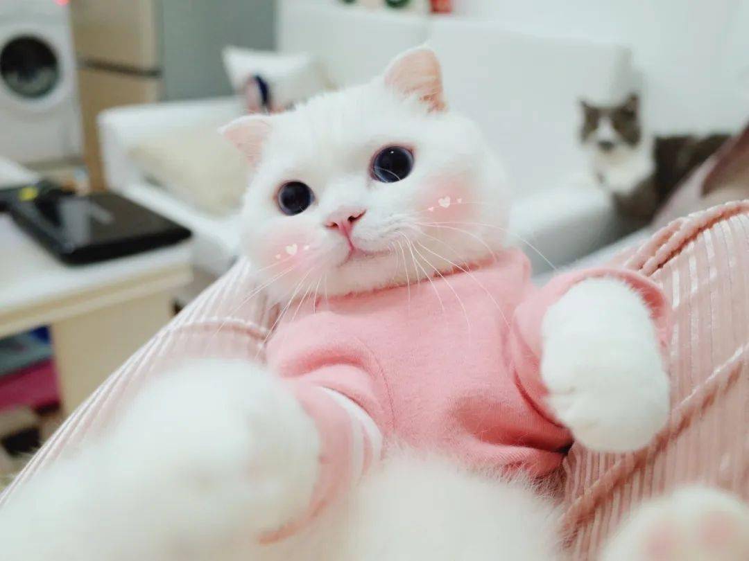 火遍全网的猫咪绿茶露脚来了!猛男必吸!