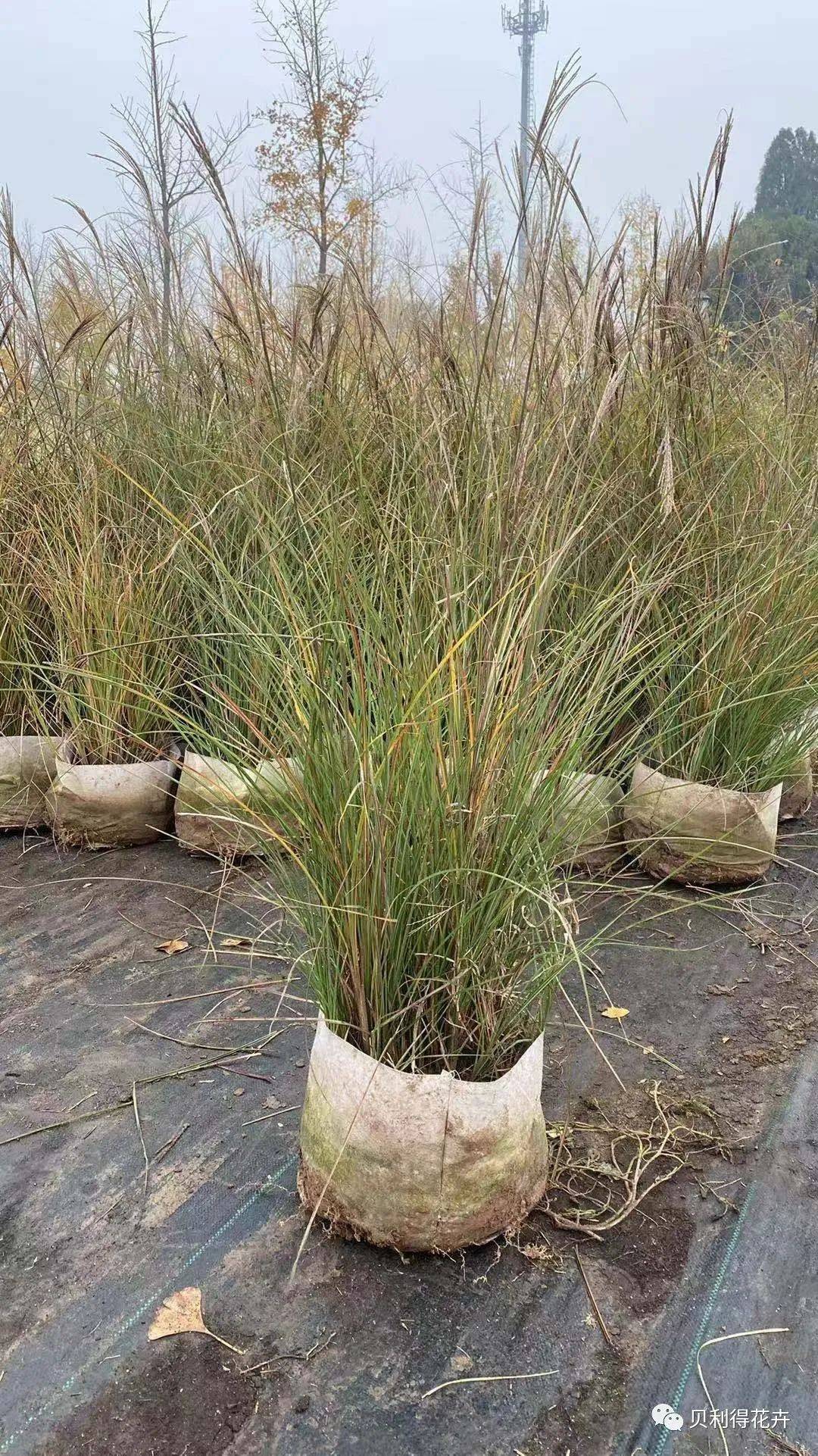 冬季可用花境花坛植物参考