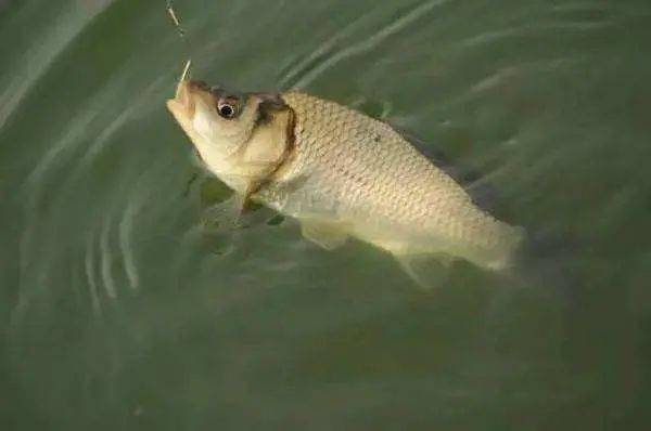 怎么挑选带籽鲤鱼 7abc4ff36ee94042907c36ceddec8434.jpeg