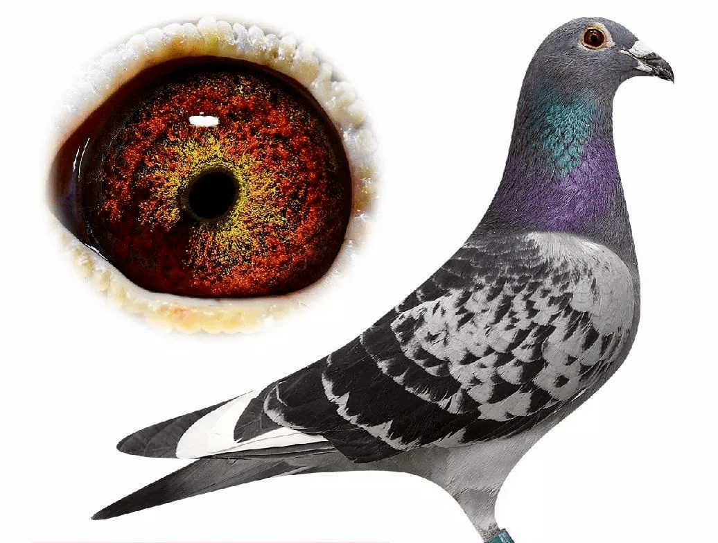 鸽子的眼中有黑,蓝,黄三种眼房水,眼房水有滤光的作用;当鸽眼中含