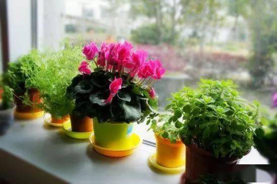 怎么养花不黄叶还常开 fdc2cbc9e85a4b068e7bb583eb274a3d.jpeg