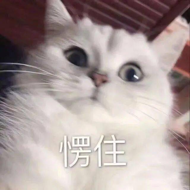 猫子狗子表情包猫子狗子表情包猫子狗子表情包猫子狗子表情包猫子狗