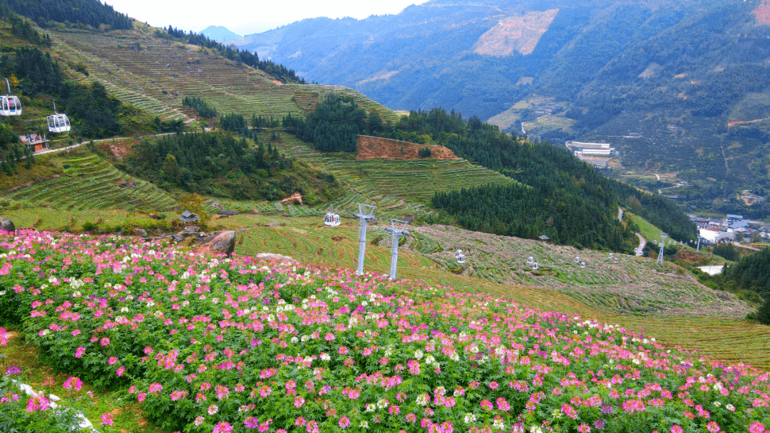 【周末新去处】超美,这里藏着一片粉色花海梯田,满山遍野赶紧去看!