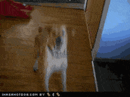 狗狗迎接主人回家的一瞬间看完知道它有多爱我了