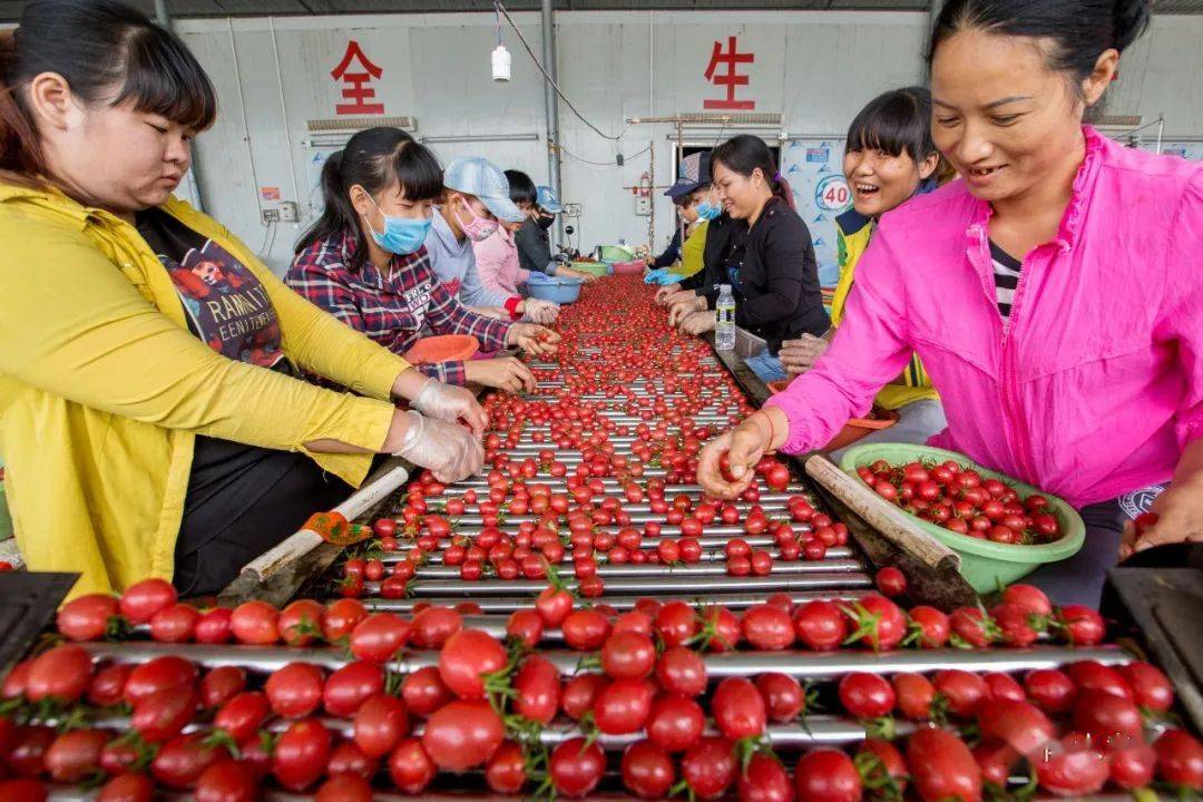 圣女果猜一个祝福成语_圣女果图片