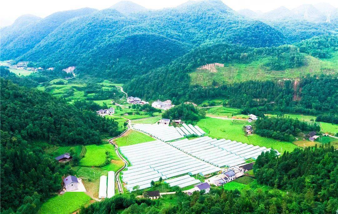 五峰这个村,引得春风度玉关