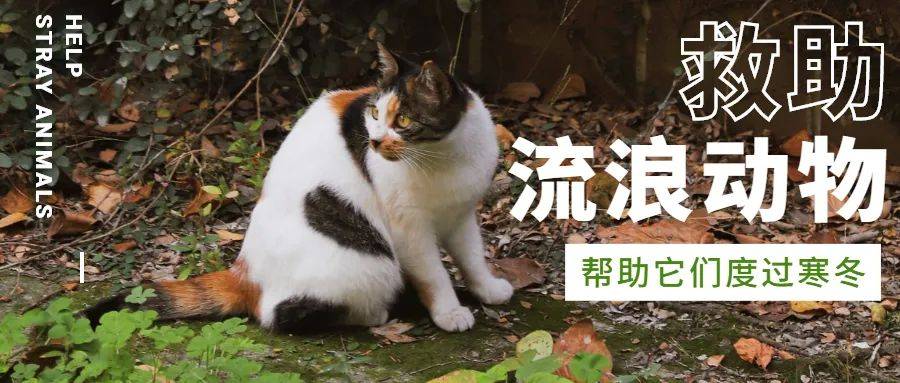 冬天的第一杯奶茶,以苏州流浪动物的名义