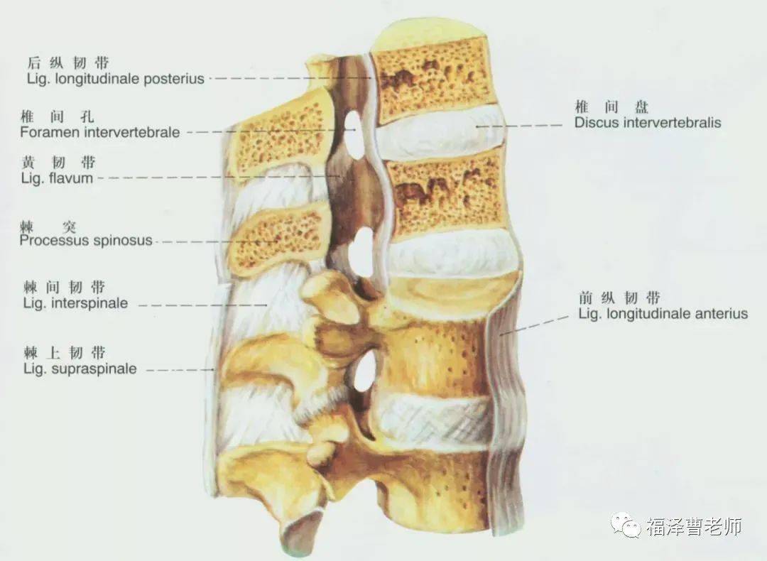 【干货】全身主要韧带解剖,起止点,一篇总结到位!