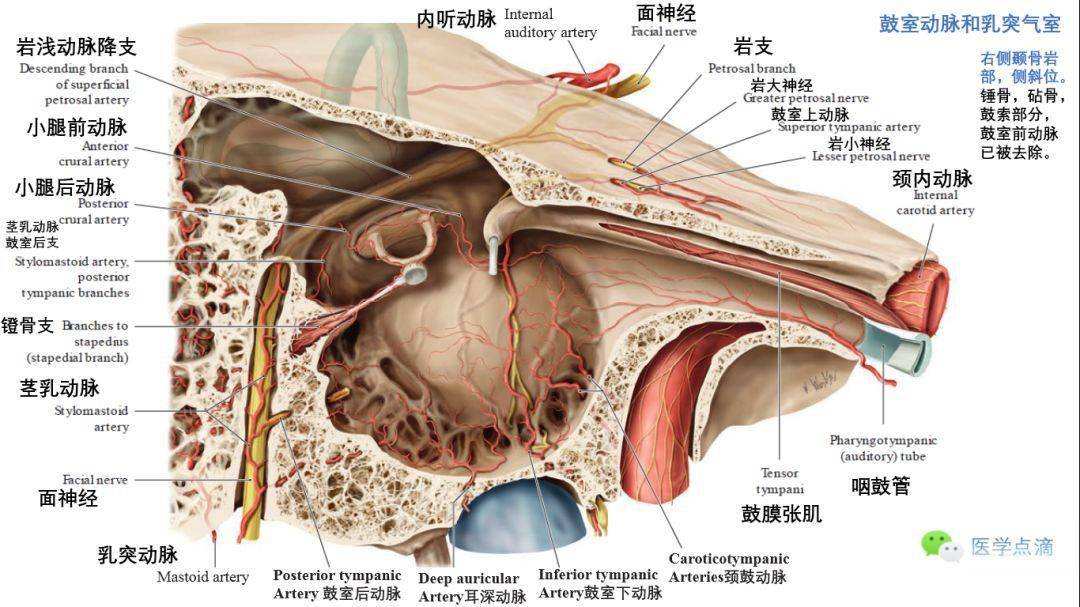 影像解剖丨外耳,中耳,内耳解剖_感觉神经