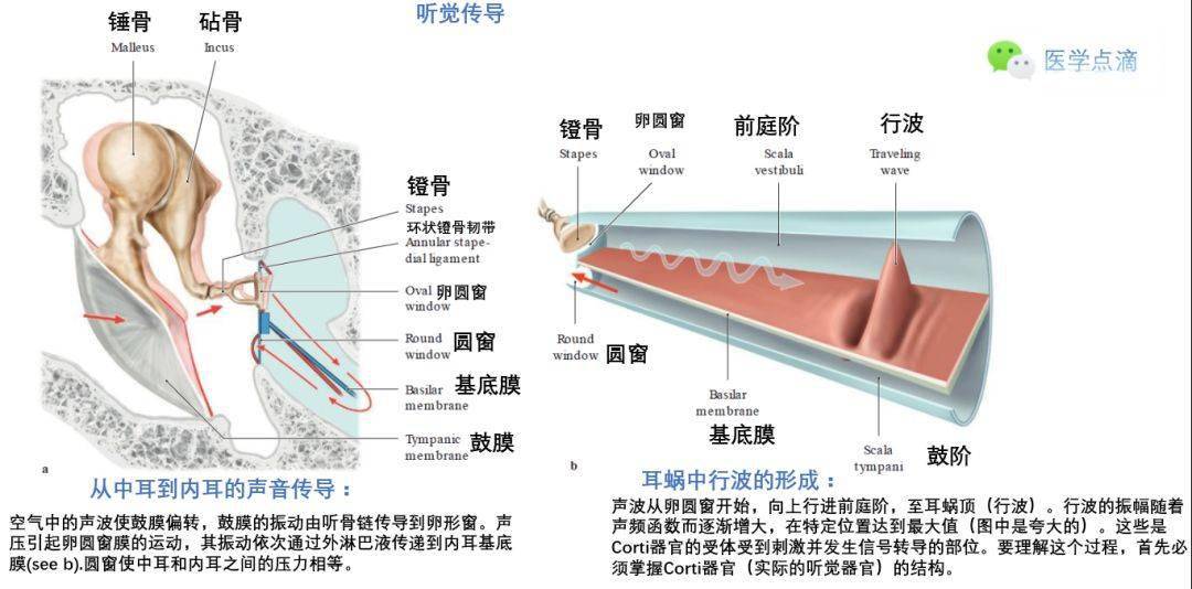 影像解剖丨外耳中耳内耳解剖