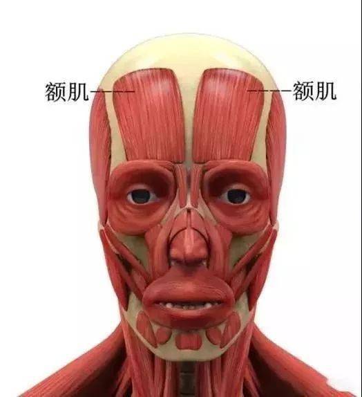 按表隋肌的位置,可分为下列五群:颅顶肌(枕肌,额肌),外耳肌(耳上肌