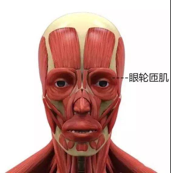 在内侧,肌肉从眶上切迹弧形延伸跨过鼻侧,向下到达眶下孔,继续沿眶下