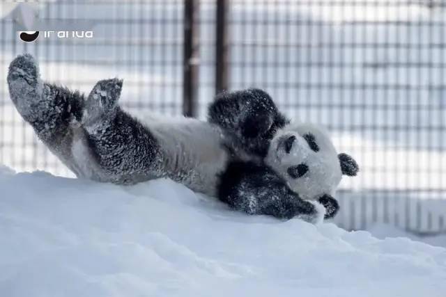 下雪天的大熊猫vs其他动物_雪地