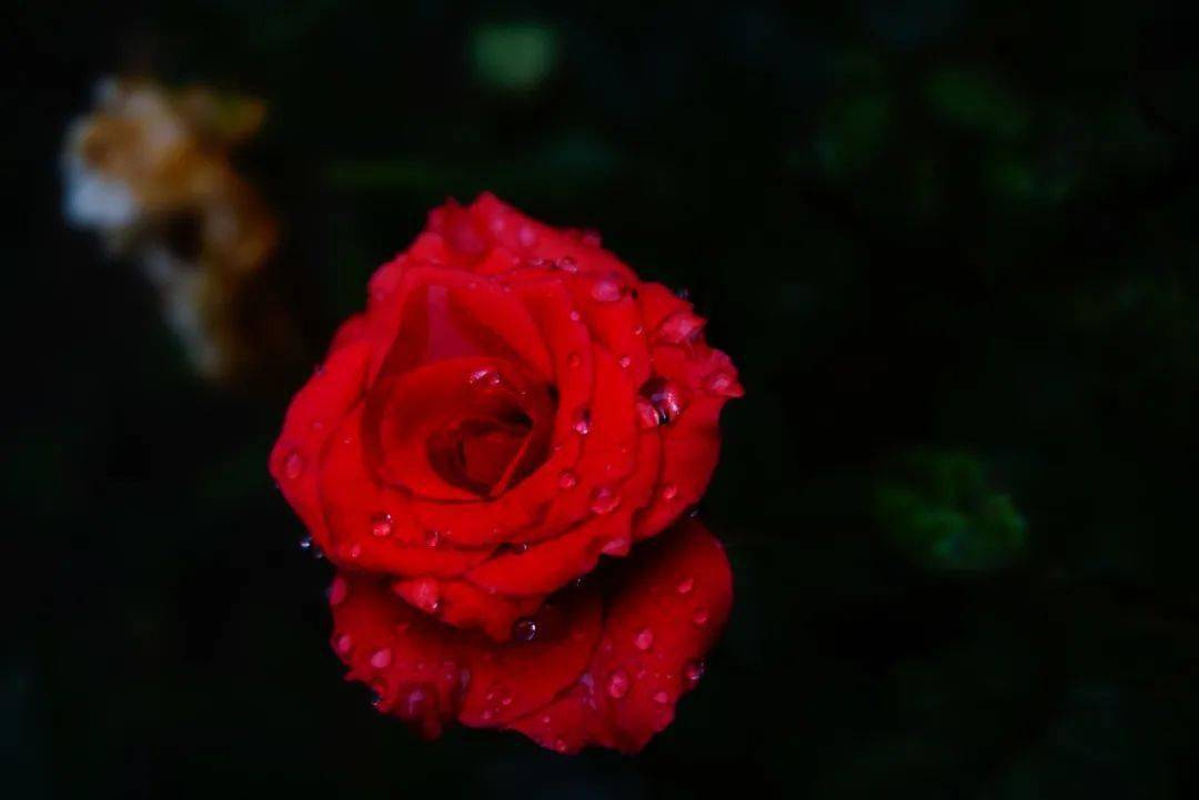 雨中的玫瑰 | 米文鸿