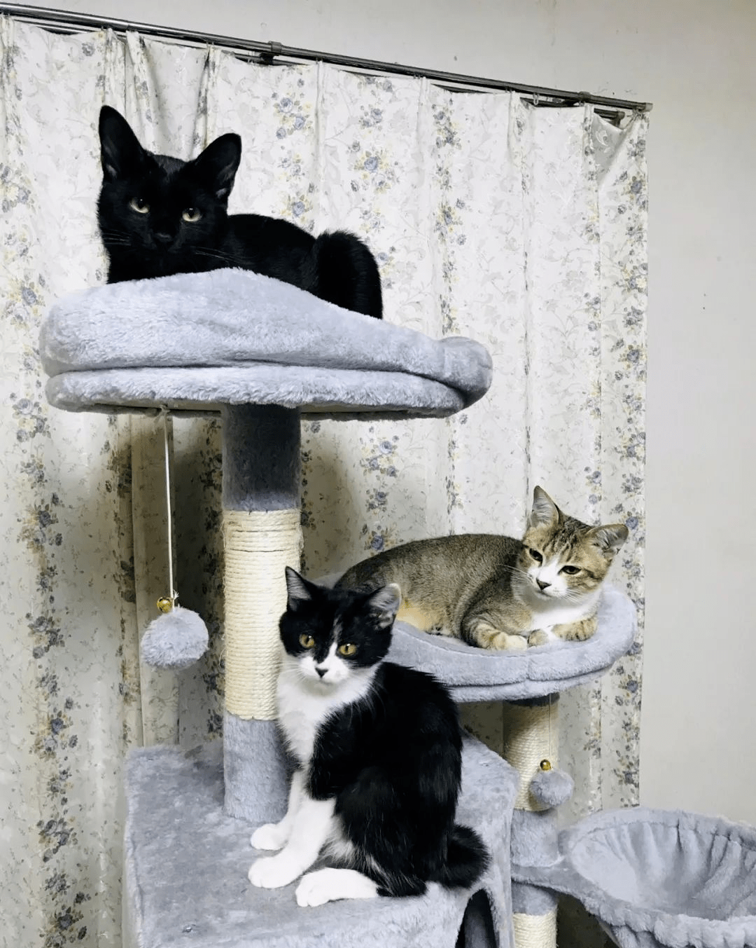 霓虹有位铲屎官收养了三只猫咪:深渊猫,奶牛猫和狸花猫.