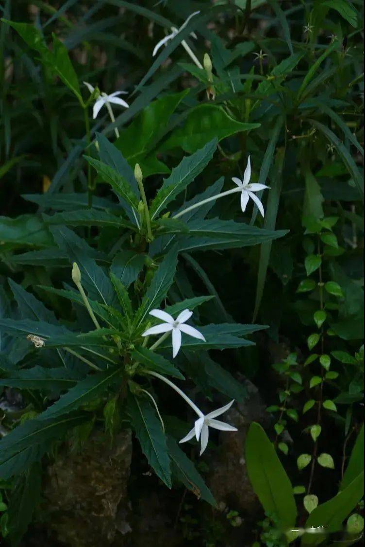 184 铜锤玉带草lobelia angulata  桔梗科 半边莲属