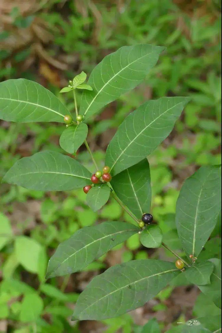 162 催吐萝芙木rauvolfia vomitoria  夹竹桃科 萝芙木属