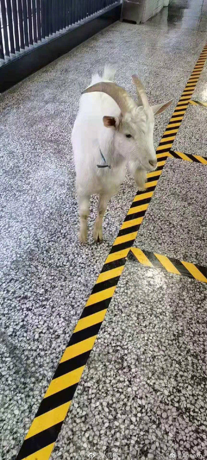 郑州一中学山羊趴窗旁听被无情驱赶