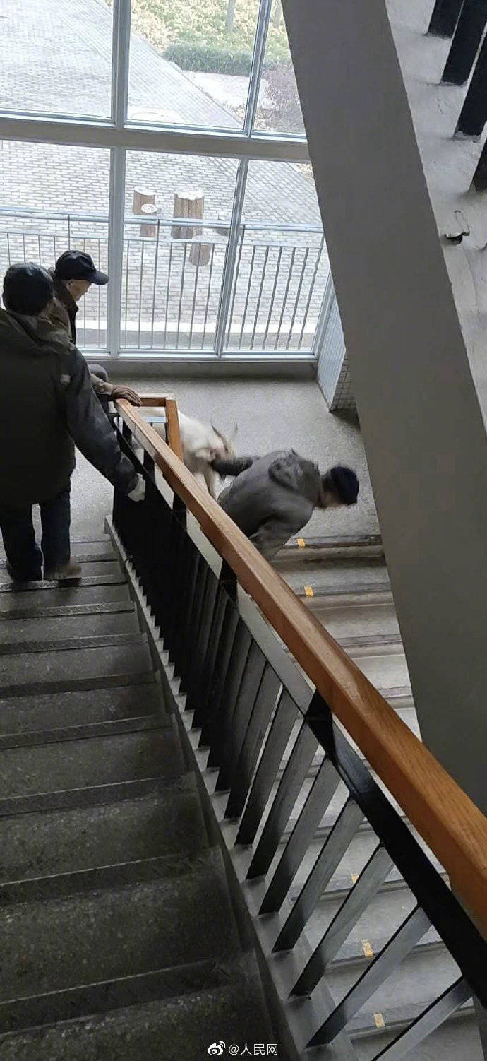 郑州一中学山羊趴窗旁听被无情驱赶