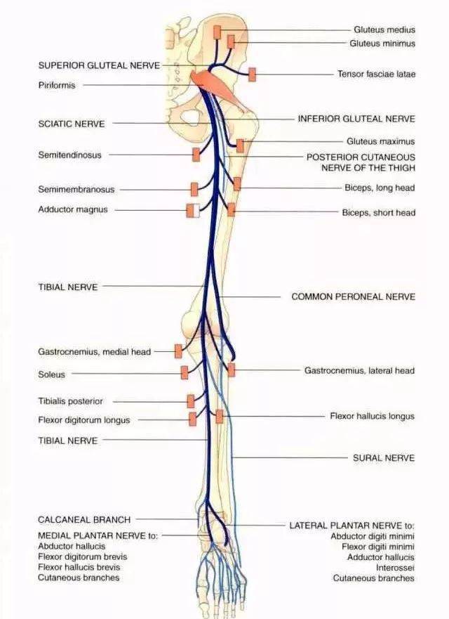 下肢神经的组成及走行汇总,轻松搞定腰腿疼!